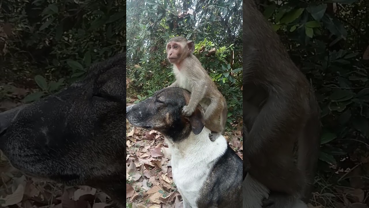Monkey Daily Show