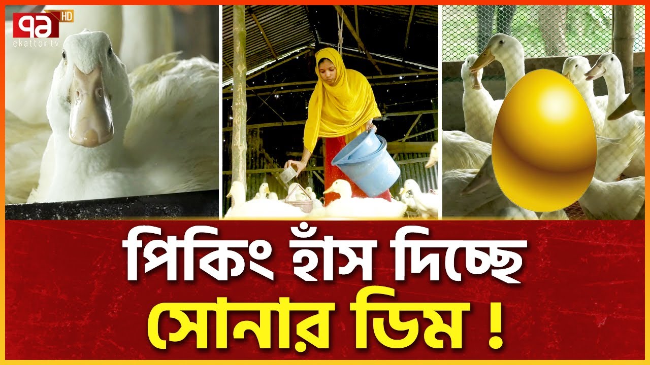 সিরাজগঞ্জে জাদুর হাঁস, পাললেই স্বচ্ছল | Peking Duck | Ekattor Special