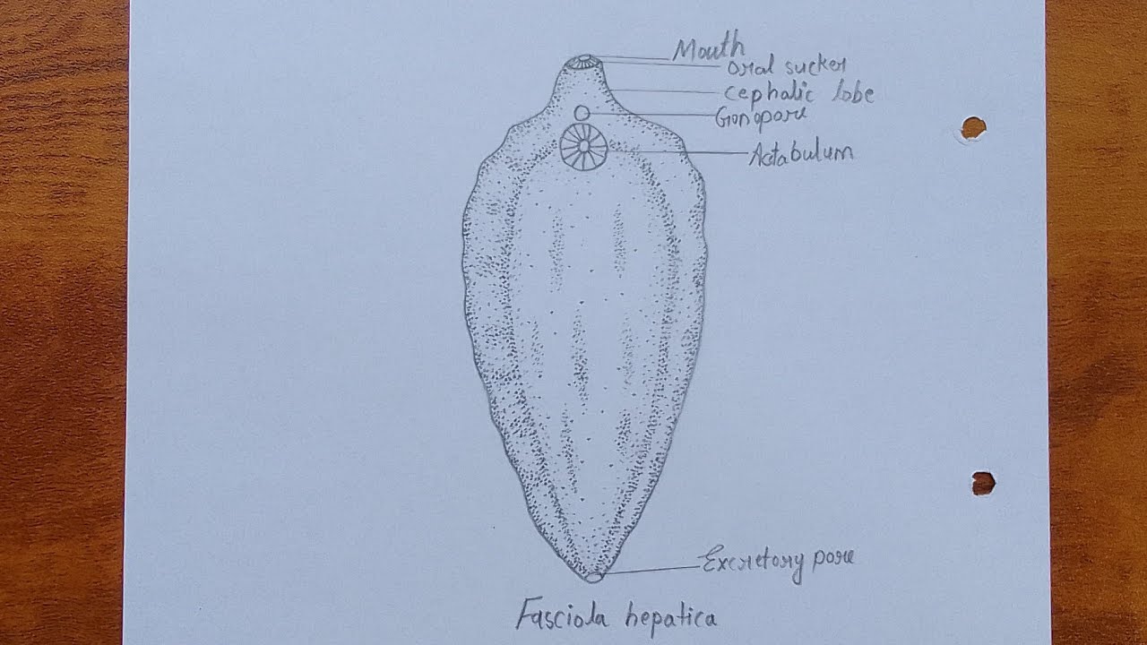 How to draw fasciola hepatica | Science project fasciola hepatica diagram drawing |