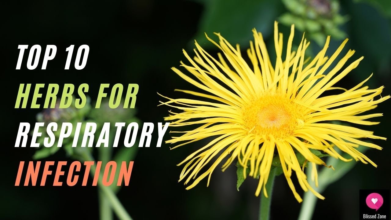 Top 10 Herbs For Respiratory Infection | Blissed Zone