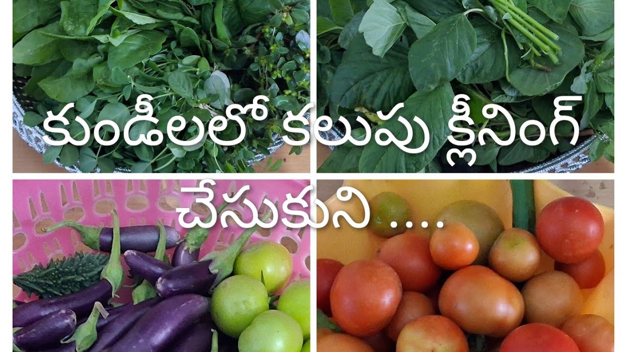 కుండీలలో కలుపు క్లీనింగ్ చేసుకుంటూ ఆకుకూరలు & కూరగాయలు హార్వెస్ట్||