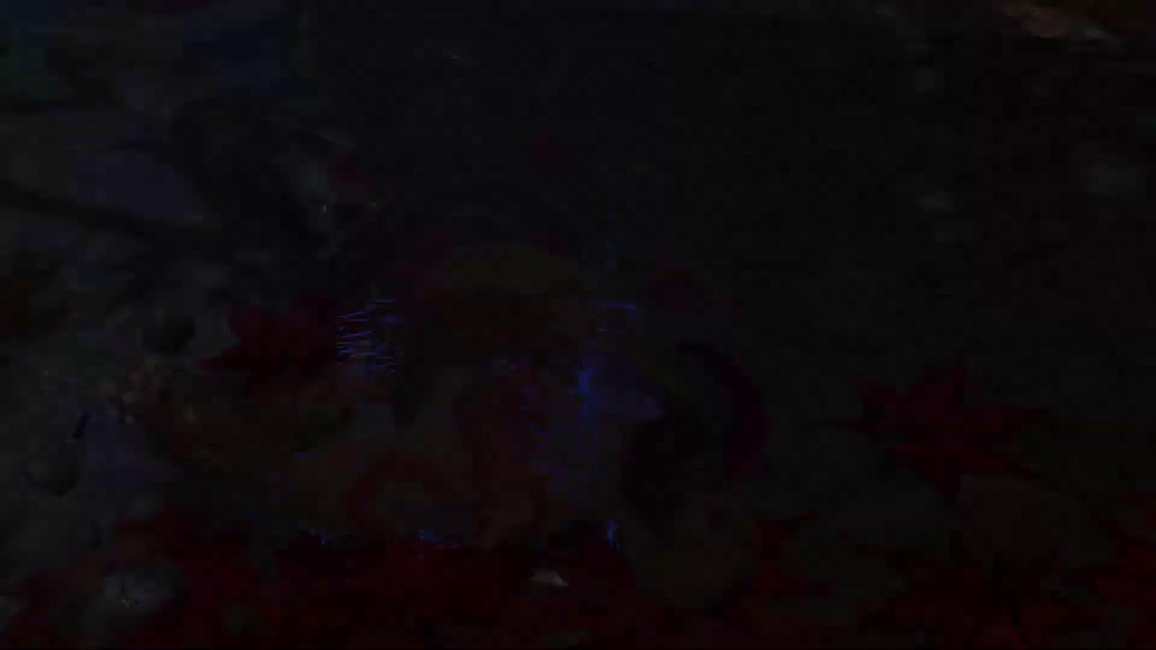 Gofheimer side QUESTs