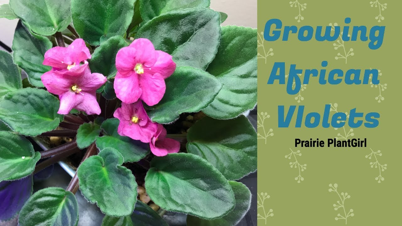 Growing African Violets
