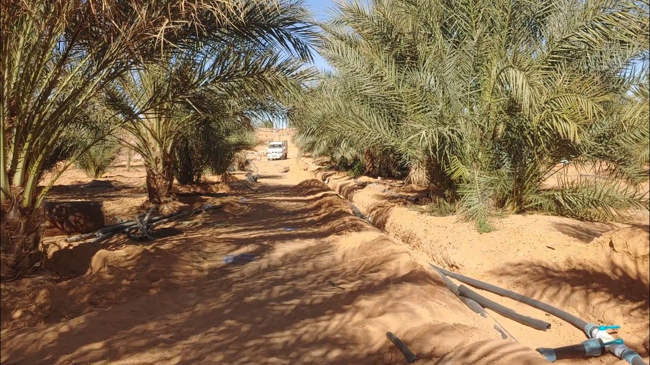 اهمية التخطيط في نجاح نظم السقي بالتقطير 