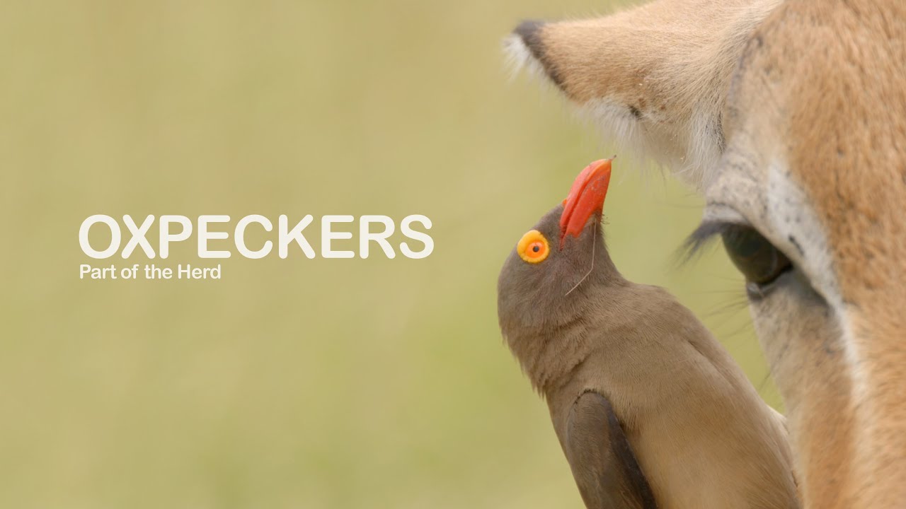 Oxpeckers - Part of the Herd