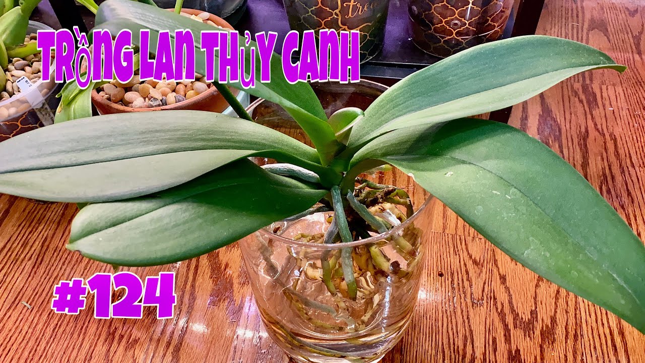 🇺🇸CÁCH TRỒNG LAN HỒ ĐIỆP TRONG NƯỚC, THỦY CANH.SẠCH SẼ VÀ ĐẸP ORCHIDS IN WATER CULTURE