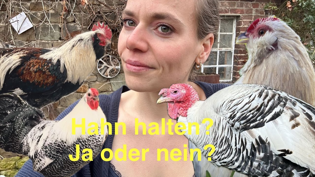 🐓 ☑️ ❌ Hahn halten ja oder nein? Pro & contra Hähne | Hühnerhaltung | Wachtelhaltung | Geflügel 