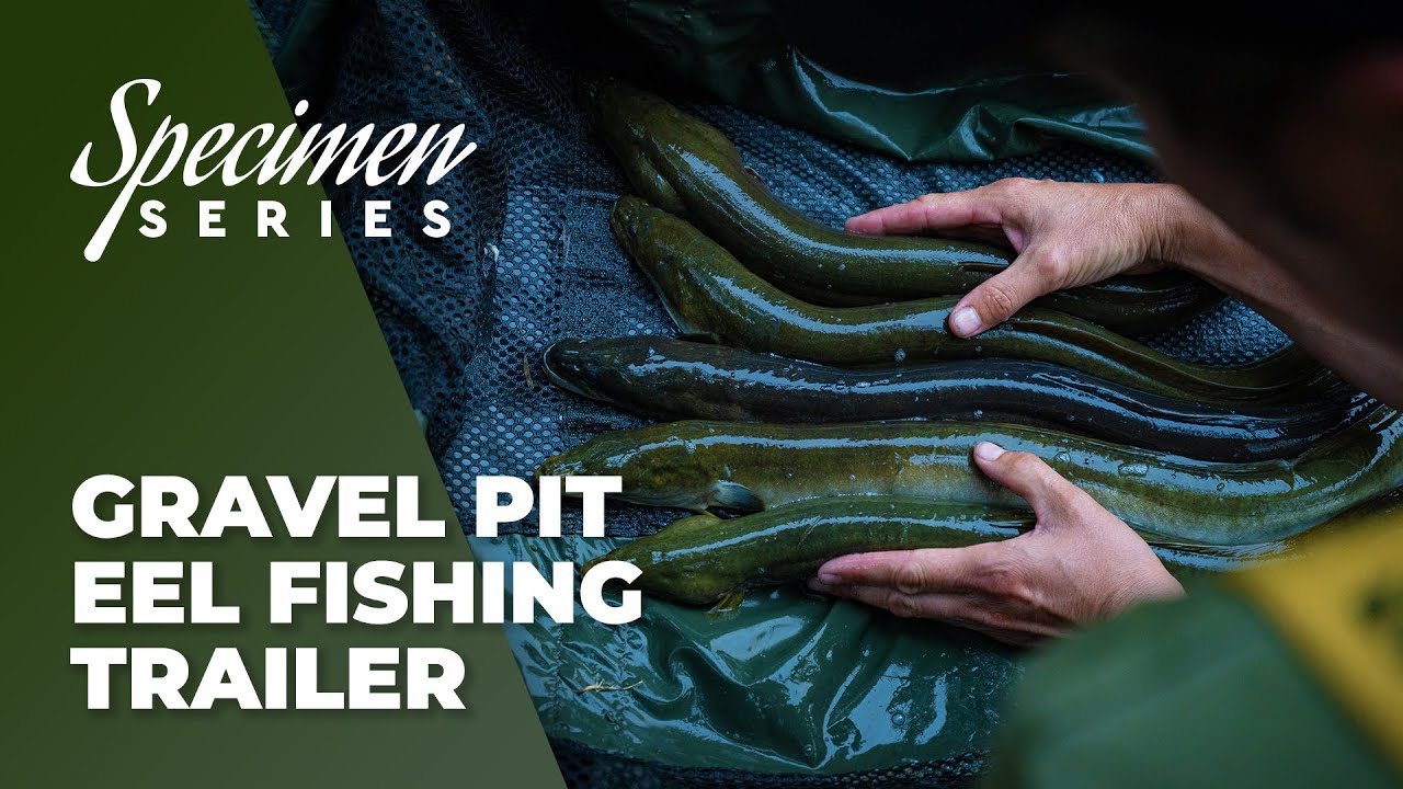Phil Spinks Specimen Series - Gravel Pit Eel Fishing Trailer - Live 28th August 4:00pm