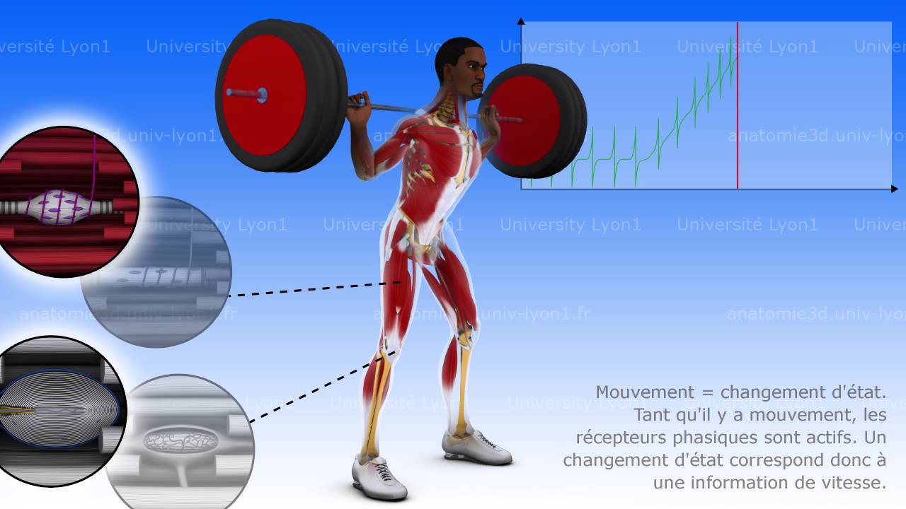 Proprioception musculo-tendineuse et articulaire