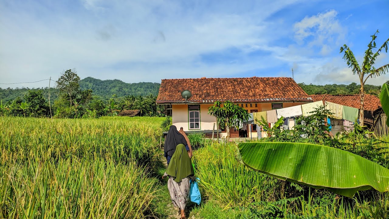 RUMAH DI TENGAH SAWAH DESA YANS SEJUK KAMPUNG YANG TENANG DAN TENTRAM