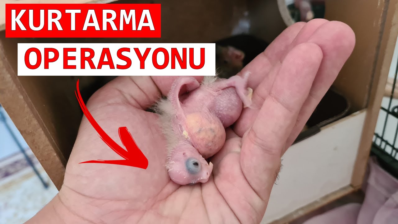 Yavrular Ölüyor!! ACİL DURUM 🚨🚨🚨