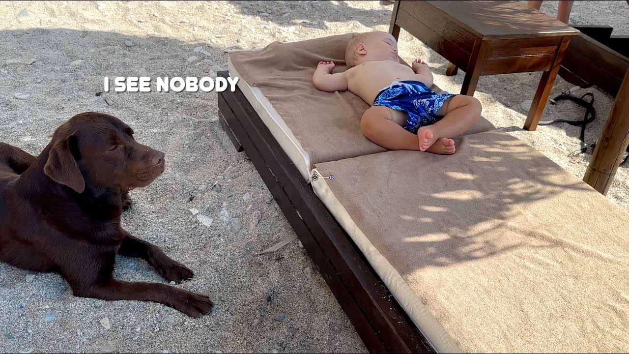 Labrador Guards My Baby's Beach Nap