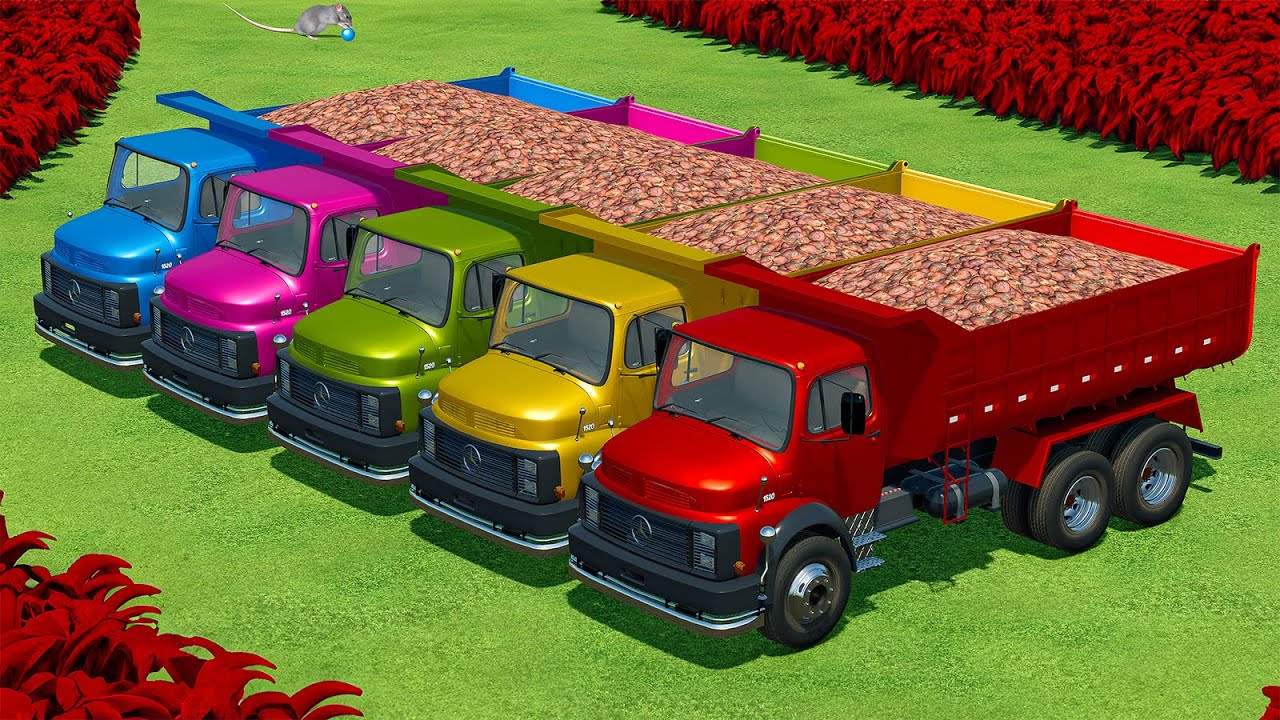 HARVEST, LOAD & TRANSPORT RED BEET WITH MASSEY FERGUSON TRACTORS - Farming Simulator 22