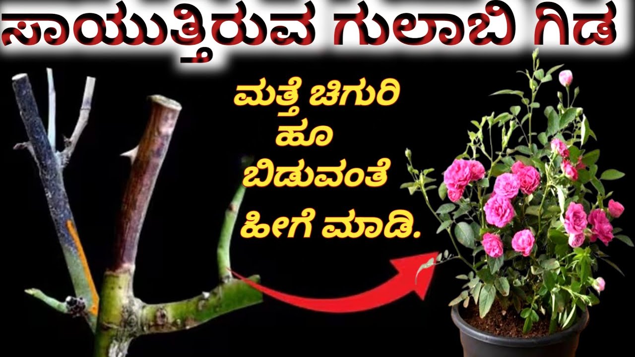 ಒಣಗಿದ ಗುಲಾಬಿ ಗಿಡ ಚಿಗುರುವಂತೆ ಮಾಡುವ ವಿಧಾನ... ಗಿಡ ಯಾಕೆ ಒಣಗುತ್ತೆ?how to grow rose plants//rose flowers