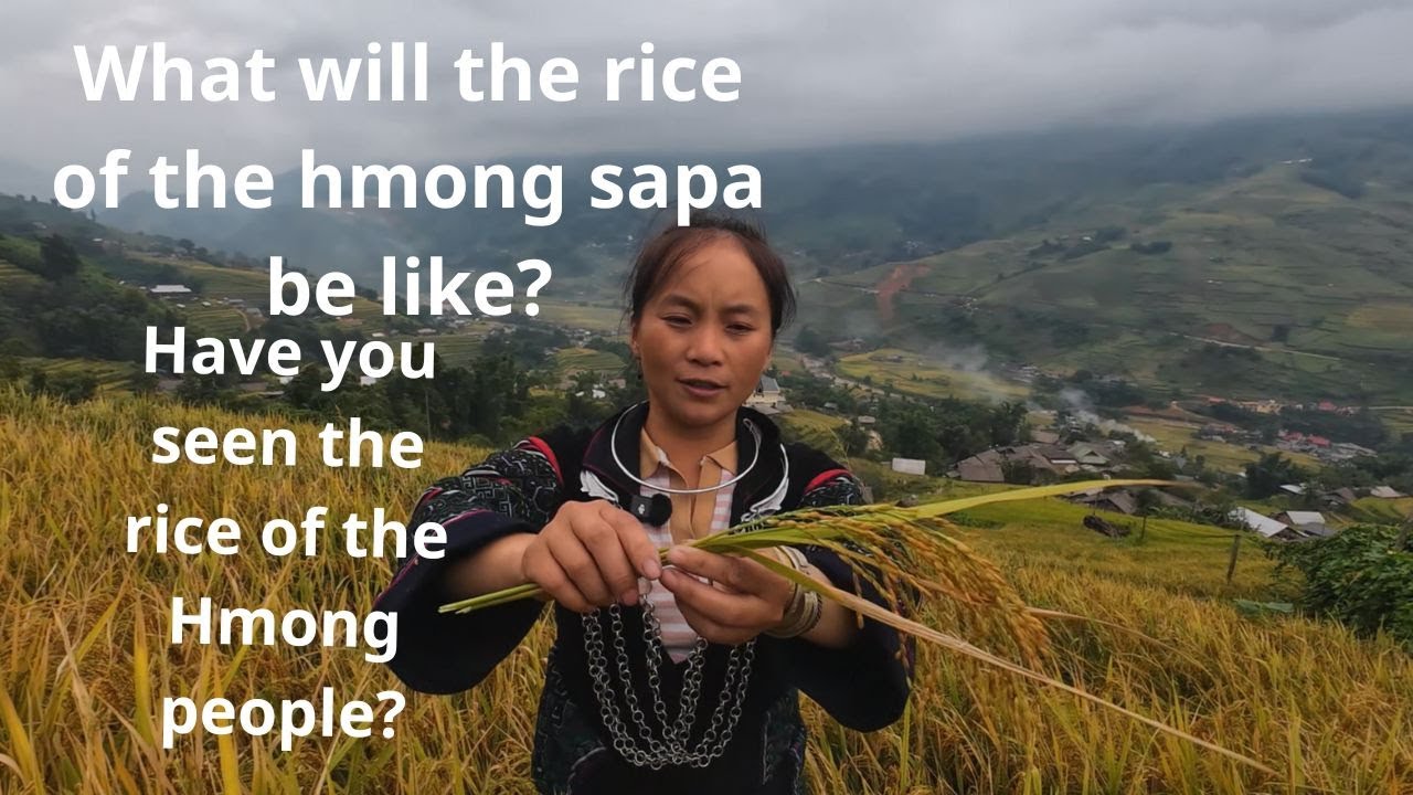 Learn about the lovely rice flowers of the hmong people in sapa viet nam