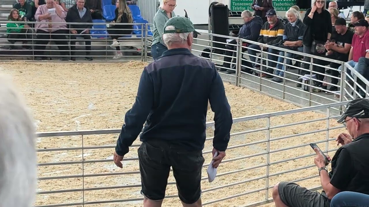 Bockauktion Husum Scottish Blackface 