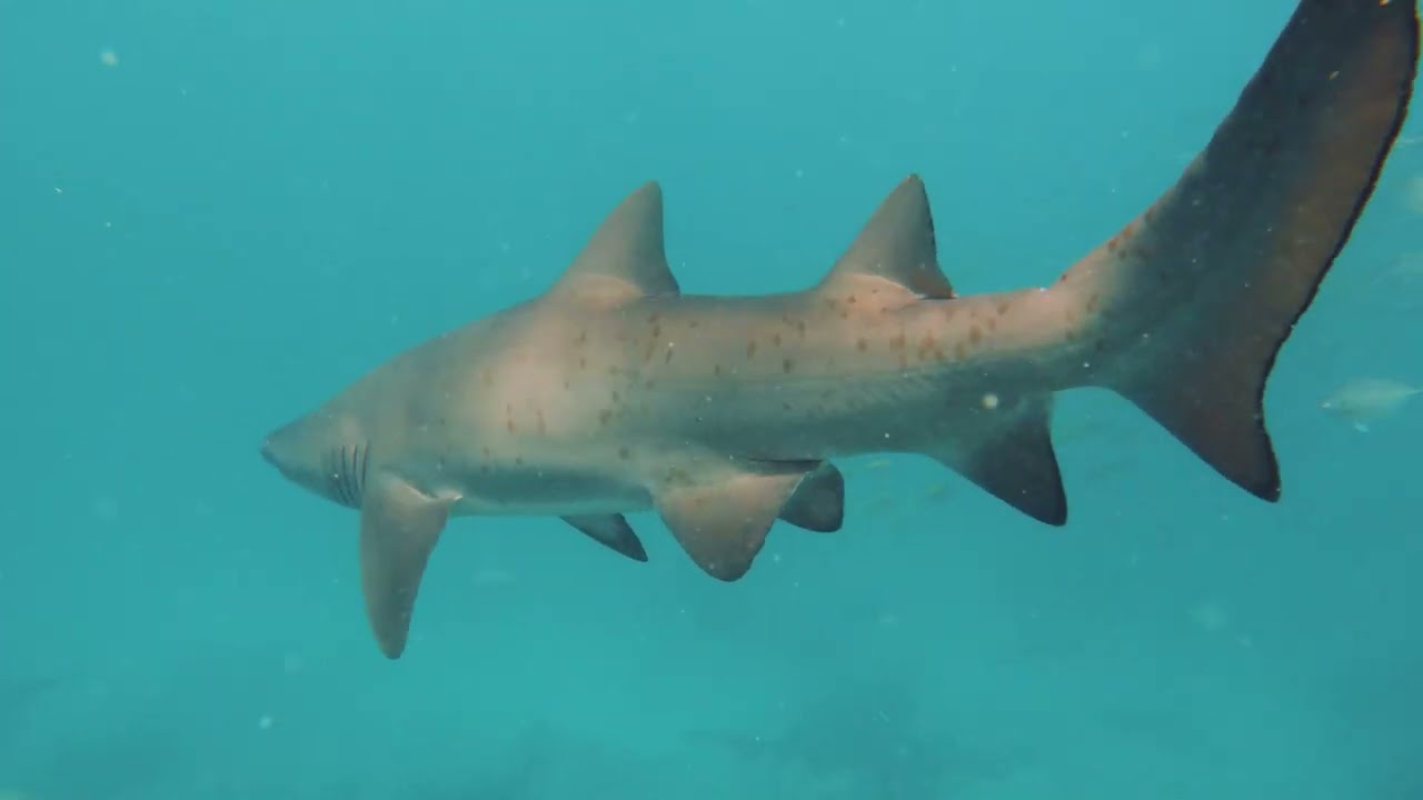 Snorkelling with Sharks in Jervis Bay