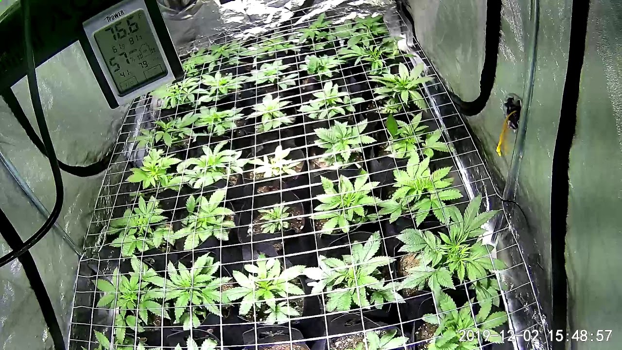2000w Aglex tent week 2.5 wyze cam