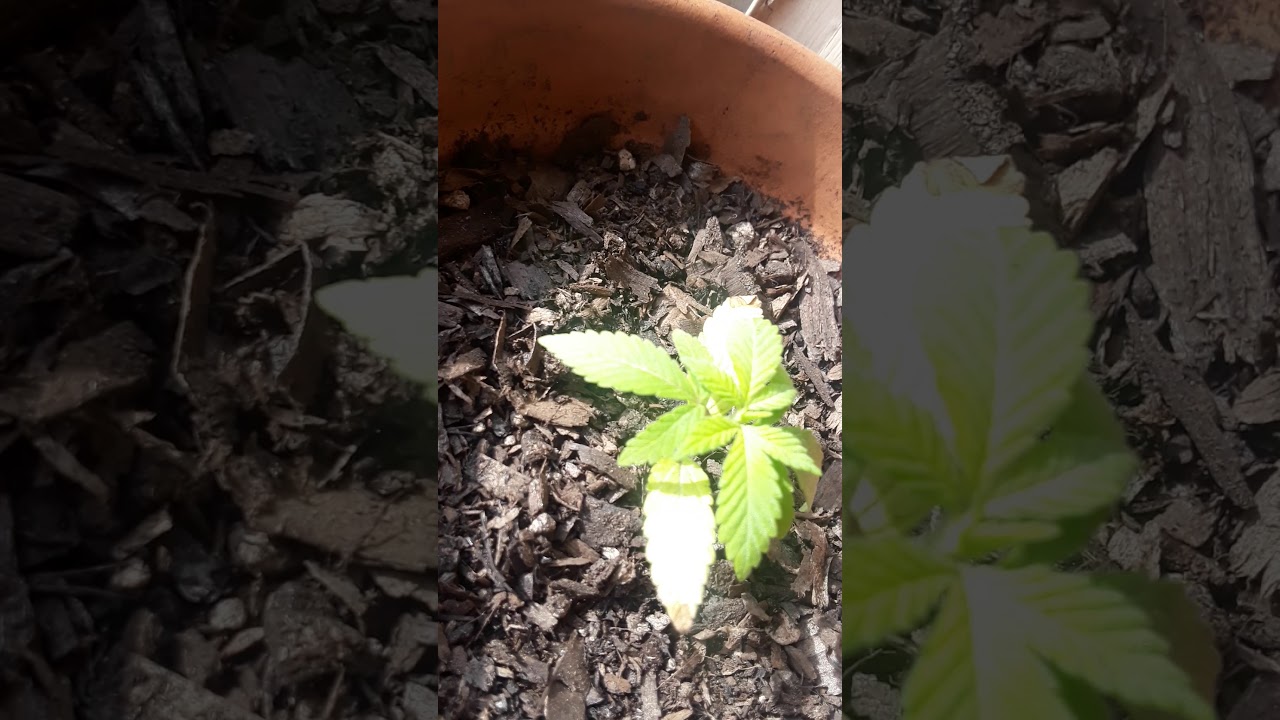 Weed plant why are the leaves yellowing