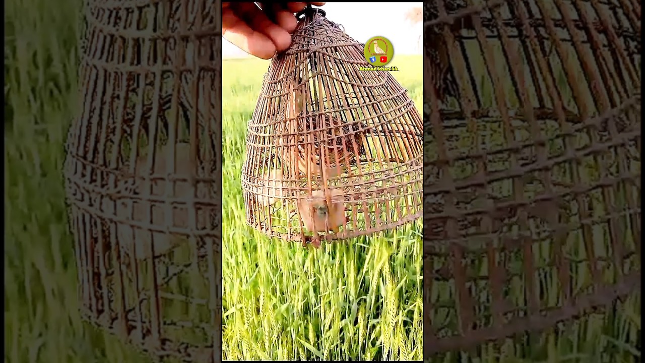 female quail sound 2025,Madi batair ki awaz,bater ki awaaz,#birds #shorts #shortsvideo #subscribe