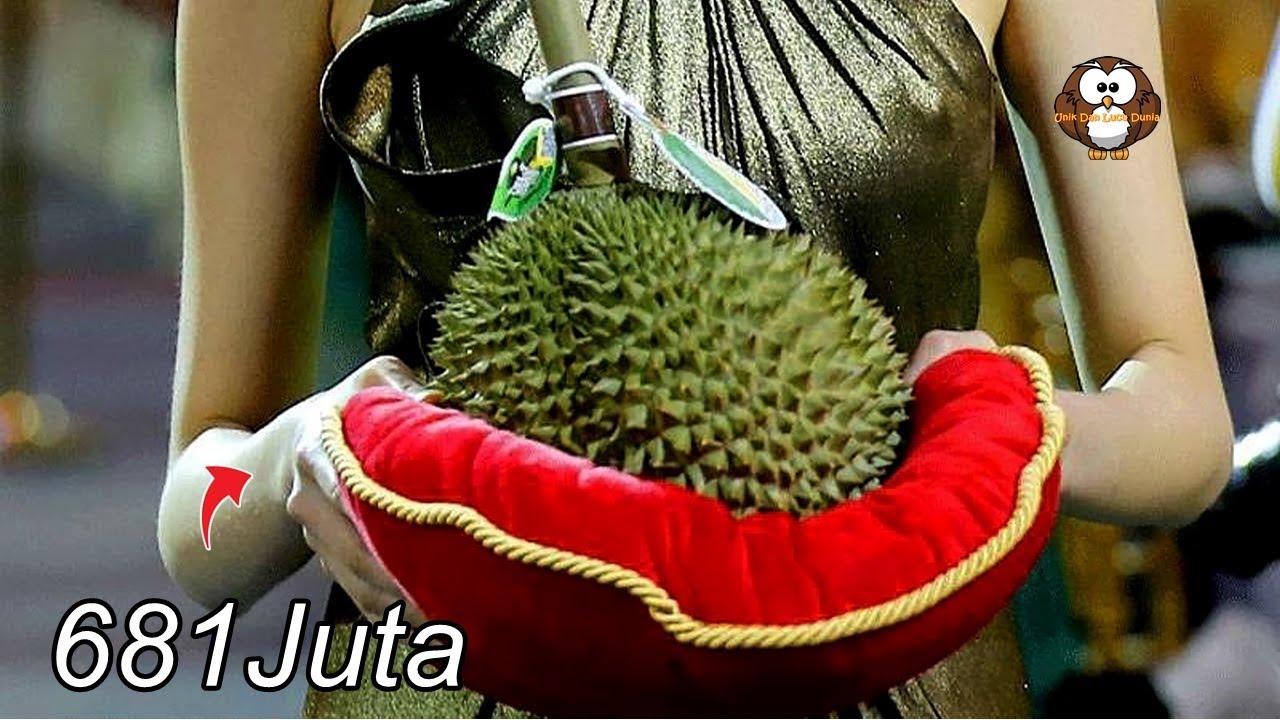 Inilah Rekor Durian Termahal di Dunia, Satu Buah Harganya Rp 681 Juta