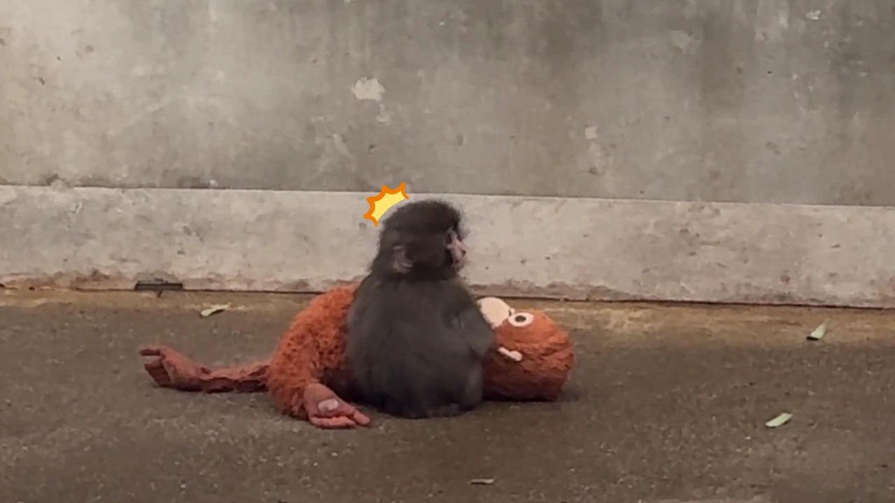番外編 💤チャイムが鳴り響く！寝過ごしちゃったパンチくん【番外編】【市川市動植物園】ニホンザル