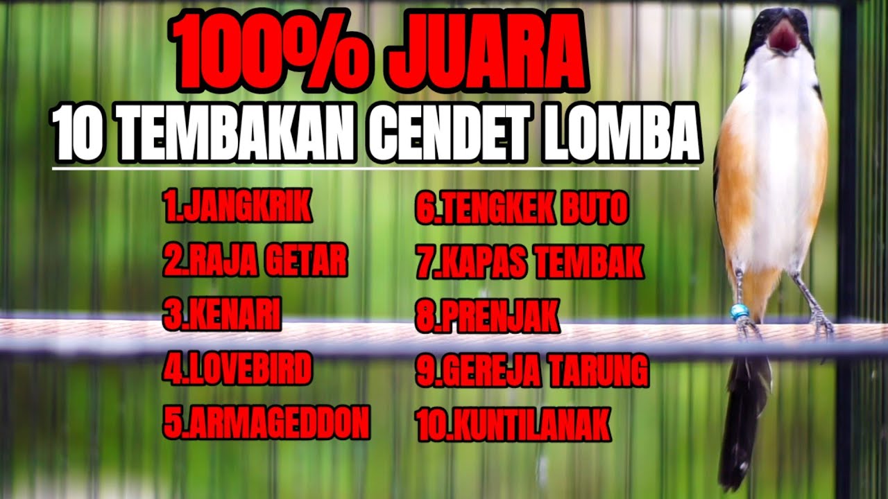 KICAUAN BURUNG CENDET FULL ISIAN MEWAH BIKIN CENDET YANG DENGAR LANGSUNG GACOR
