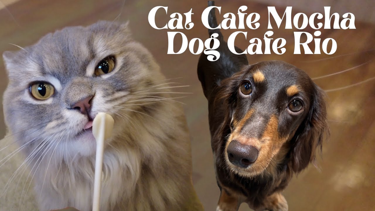 Visiting a Dog and Cat Cafe in Akihabara, Tokyo [Cat Cafe Mocha + Dog Cafe Rio]