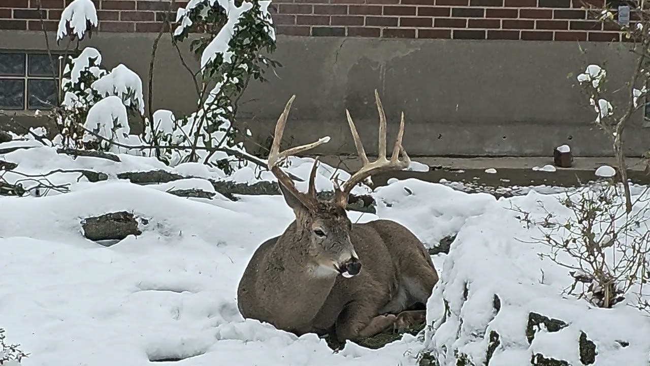 Big Buck Resting - Winter 2025