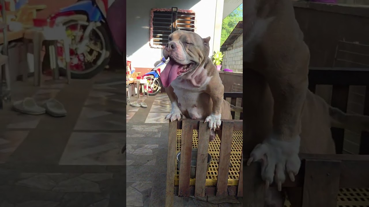 Ganda ng mga Puppies.Yan ang Bully!