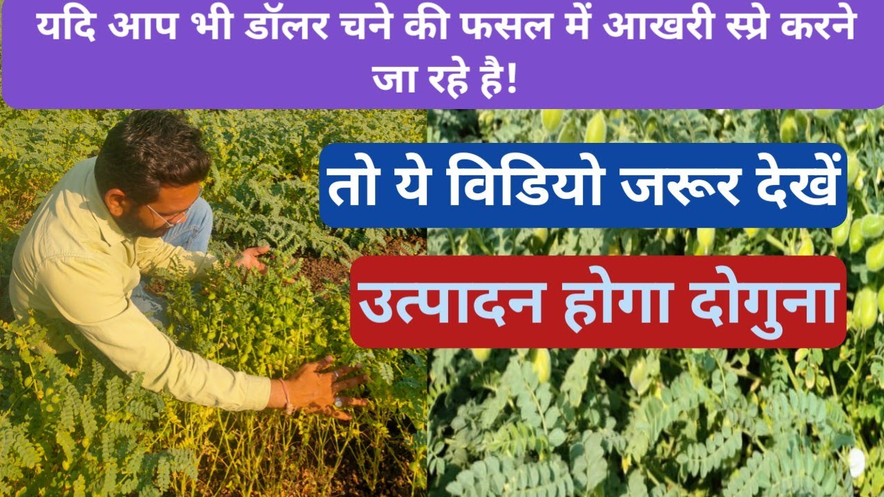डॉलर चने की फसल में आखिरी स्प्रे क्यों जरूरी? जानिए क्या स्प्रे करें? @Krishimantra-Kp09