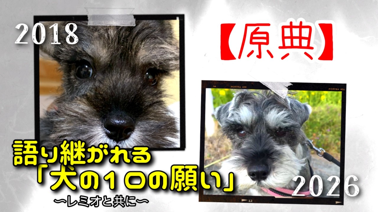 【原典】語り継がれる「犬の10の願い」をレミオと共に 〜The Ten Commandments of Dog Ownership〜【ミニチュアシュナウザー】