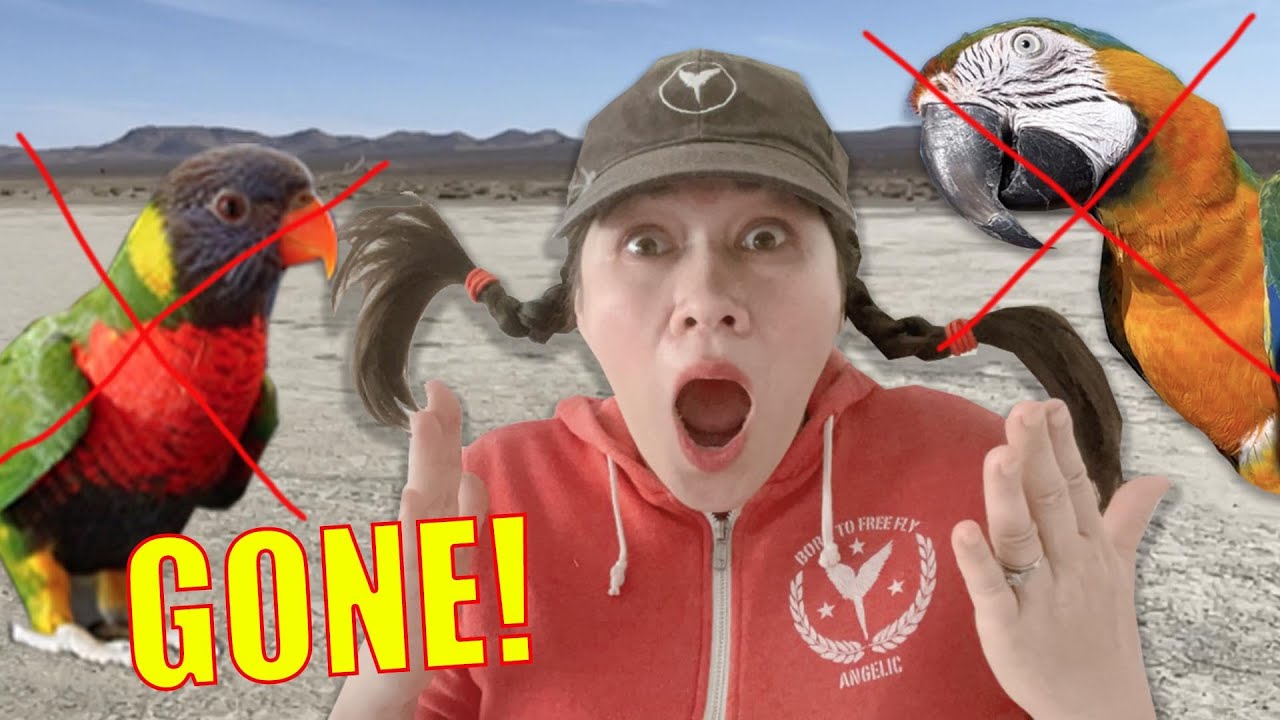 I LOST TWO OF MY BIRDS! THEY DIDN'T COME BACK!