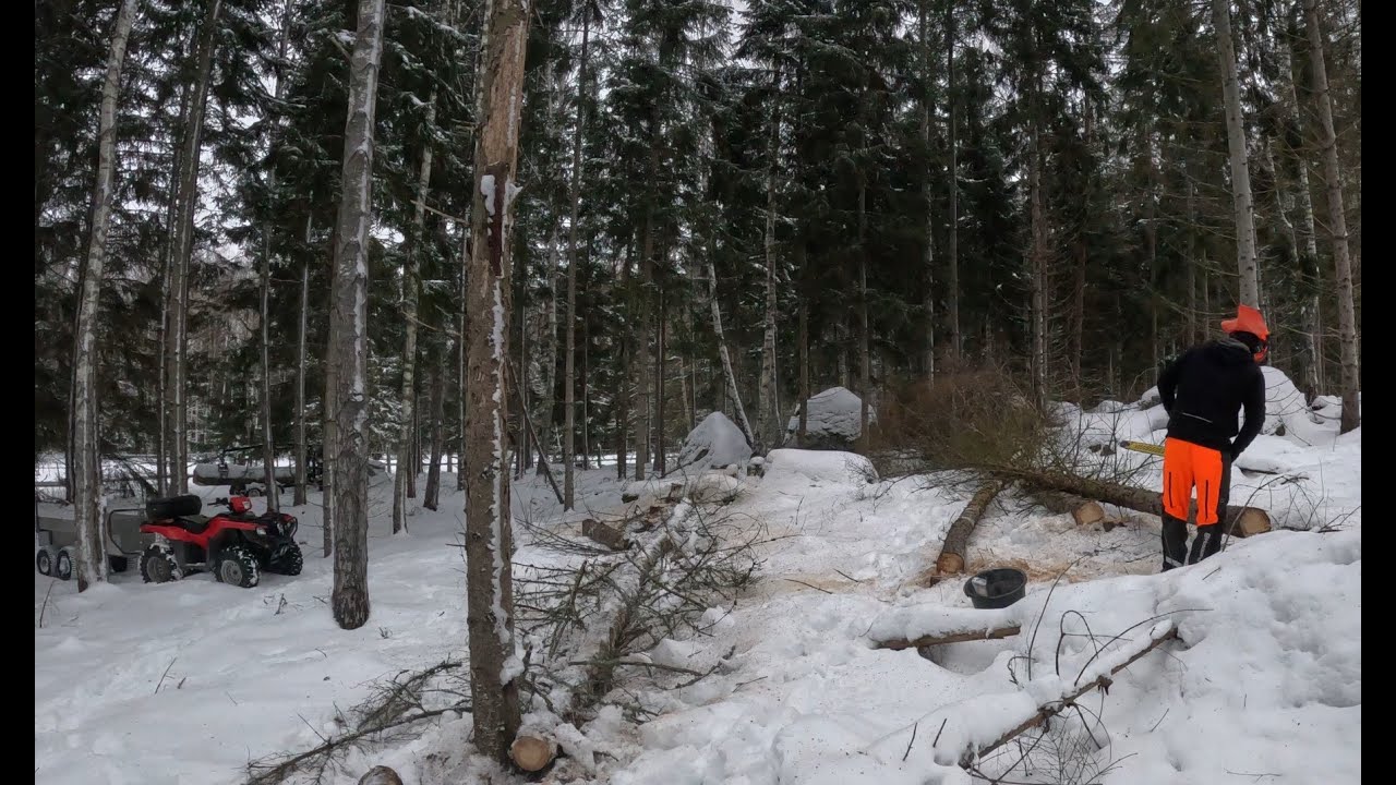Honda ATV Working in the Forest Felling Dead Trees.
