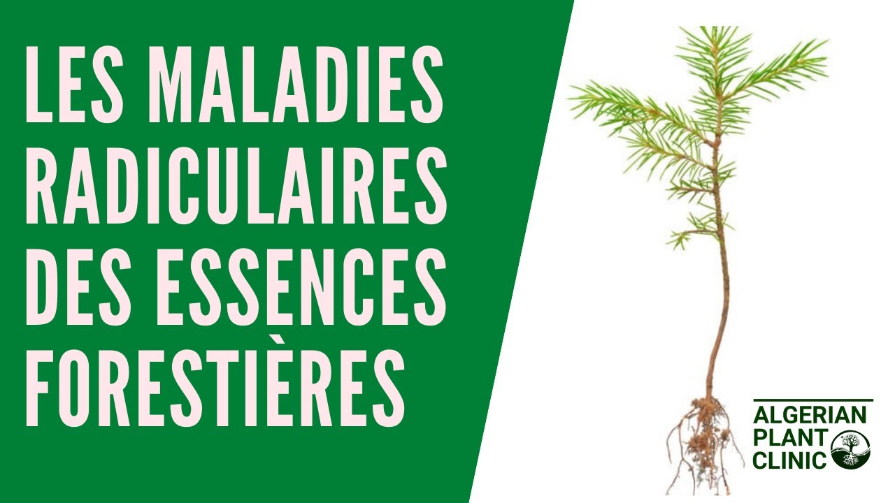 Les Maladies radiculaires des essences forestières - Root diseases of forest trees