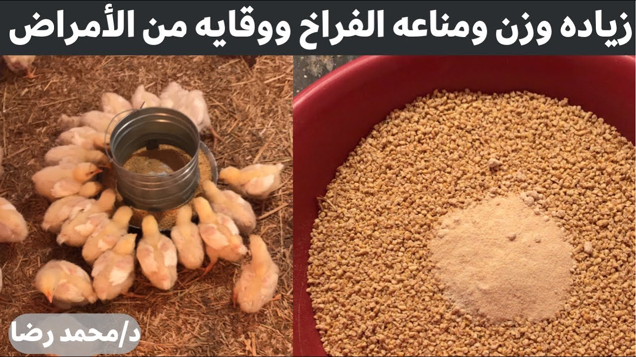 عمر6/ زياده مناعه ووزن الفراخ الي 3 كيلو ووقايه من كل الامراض مع الدكتور