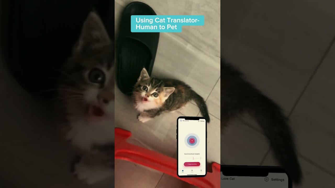 Talk with your cat. Using &ldquo;CAT TRANSLATOR - Human to Pet&rdquo; App