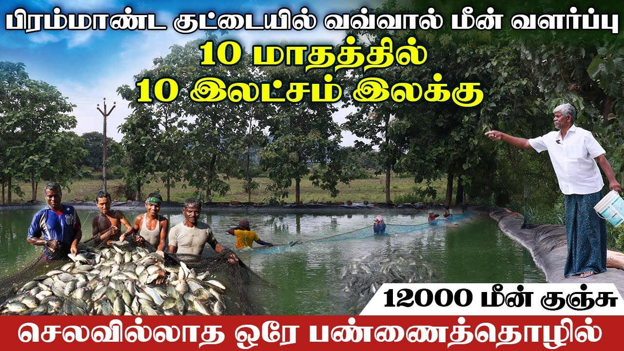 பிரம்மாண்ட குட்டையில் வவ்வால் மீன் வளர்ப்பு | 10 மாதத்தில் 10 இலட்சம் இலக்கு