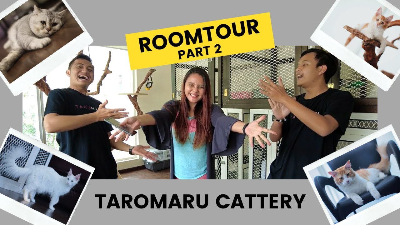 CAT ROOM TOUR PART 2 FEAT MAKEUPBYNITA - MAINECOON DAN BRITISH SHORT HAIR TAROMARU CATTERY