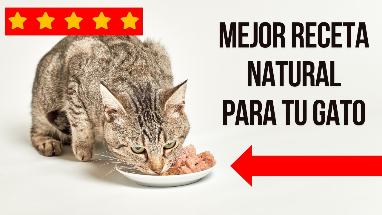 Cómo hacer comida natural para gatos - Receta Dieta BARF 🥩🐈