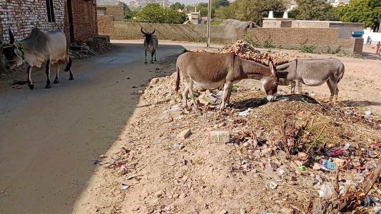 Donkey mating 
