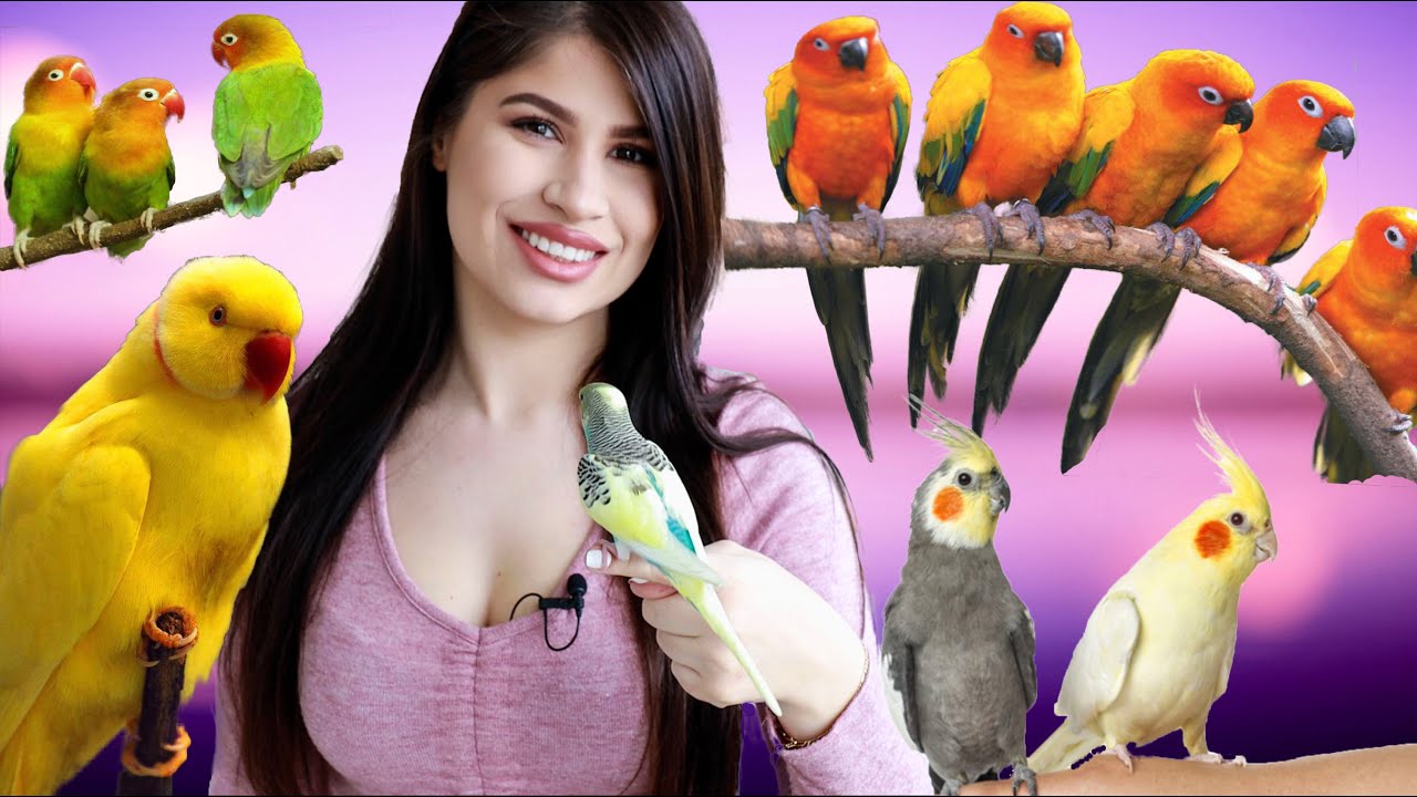 ЧАСТ 1 - КАК ДА ИЗБЕРЕМ ПАПАГАЛ + необходими Документи  / HOW TO CHOOSE А PARROT