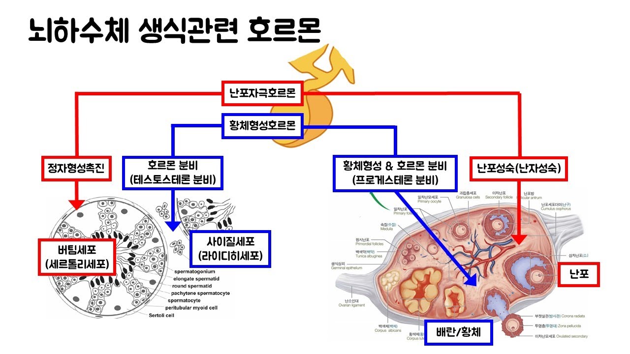 생리학 - 생식생리 : 특성비교