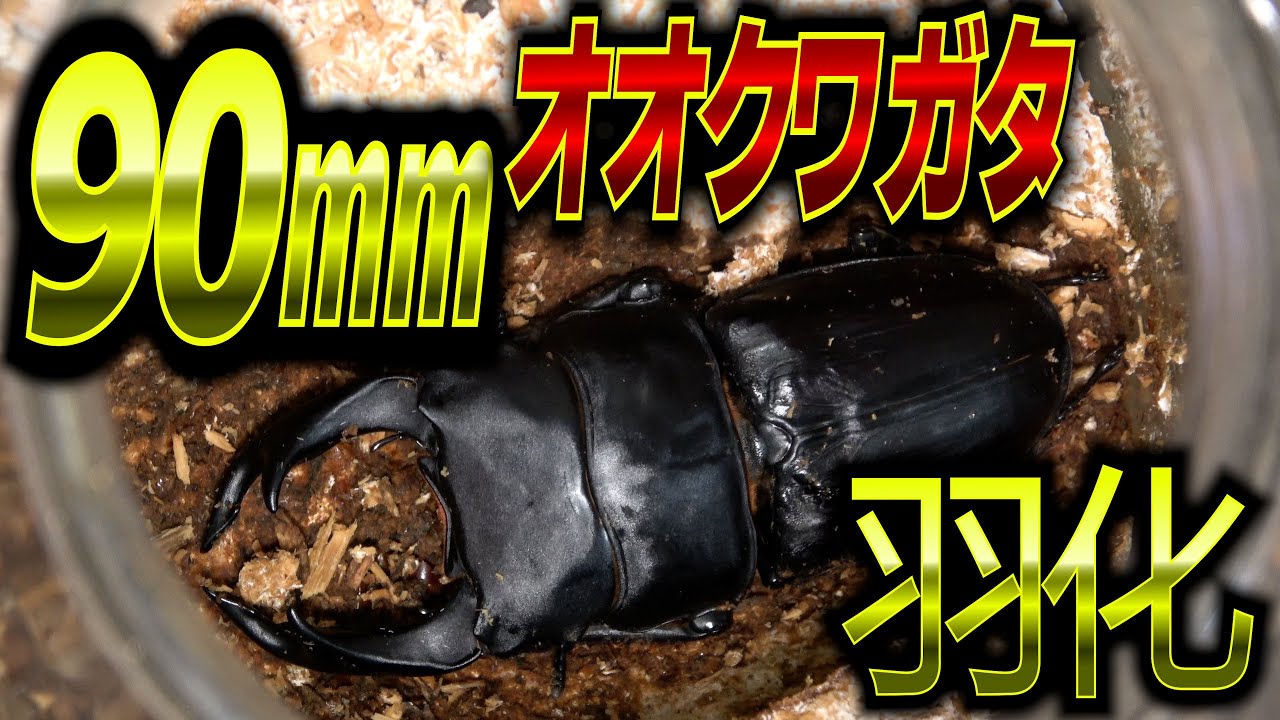 90㎜のオオクワガタが羽化したので飼育解説
