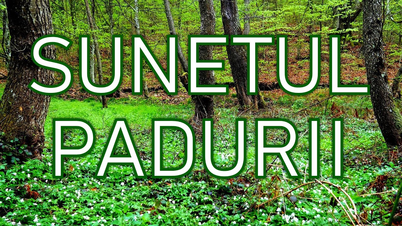 3h Ciripit de Pasarele In Padure Sunete Naturale Pentru Somn Relaxare Invatat sau Meditatie