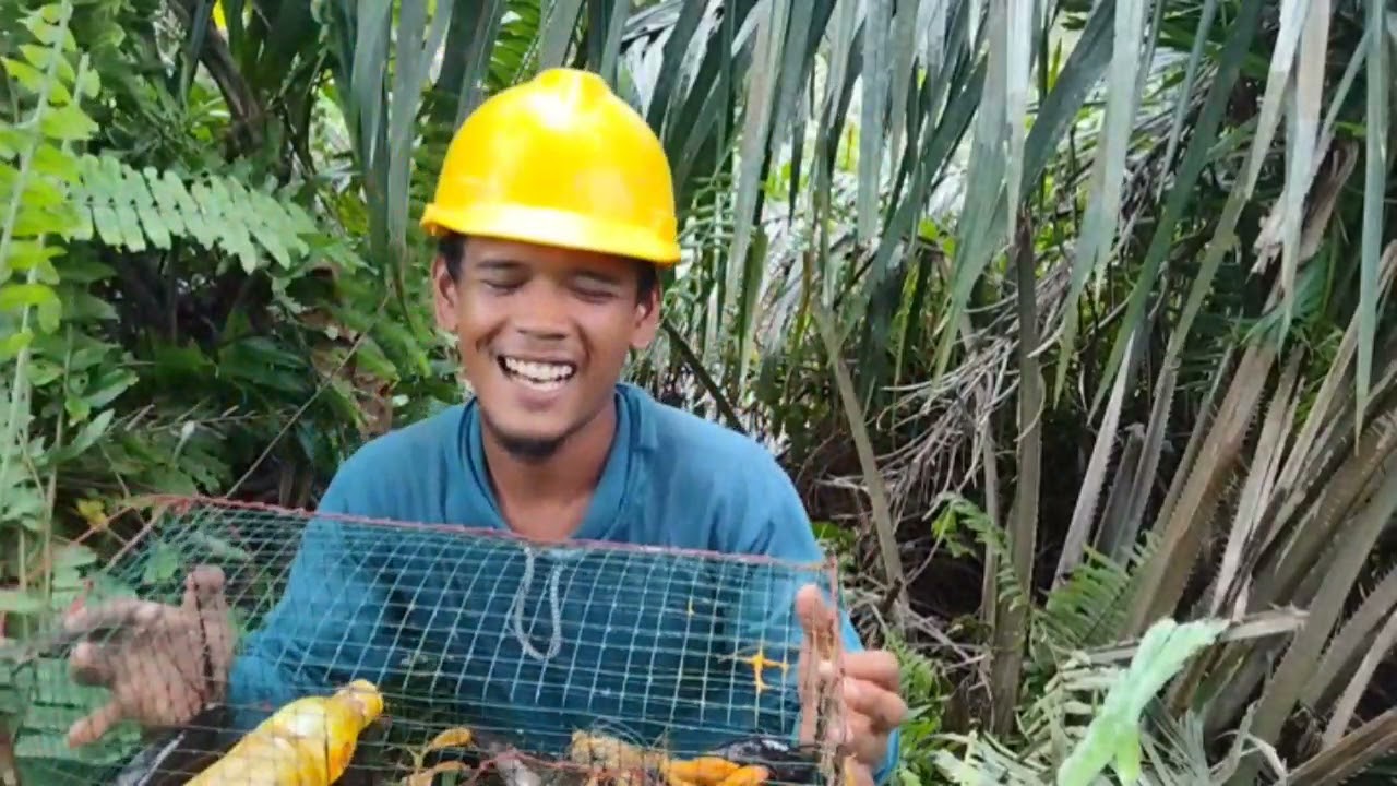 pasang bubu lele lembat || sangat melimpah di parit ini!!!