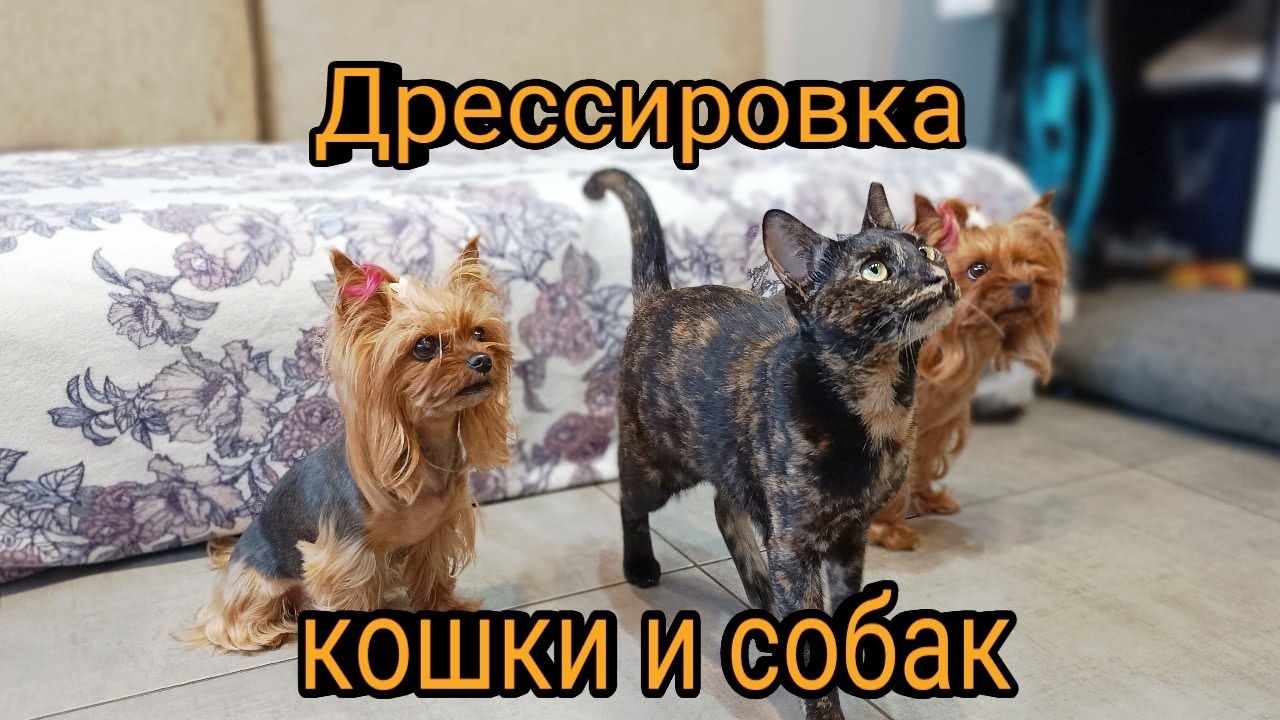 Кошка Маша учится командам вместе с собачками Мишель и Моникой 