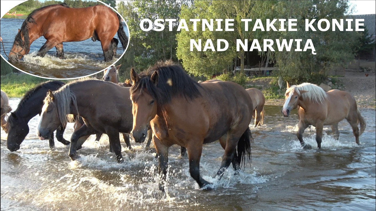 Ostatnie Takie Konie Nad Narwią | Podlaska opowieść