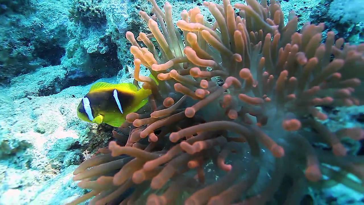 Dahab
