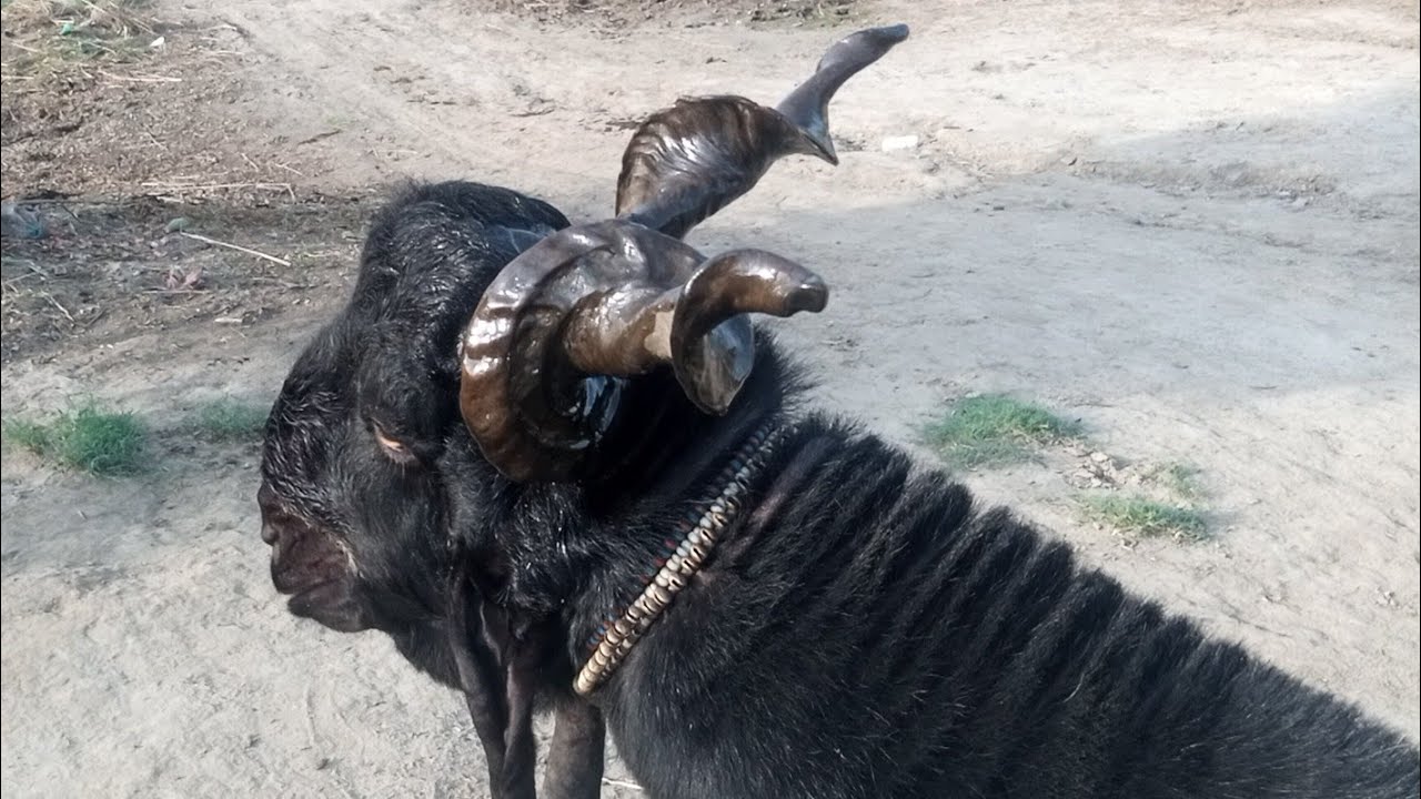DDP goats bread/ ddp breed goat complete/ just animals